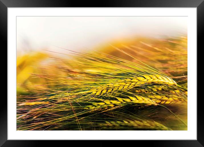  Barley in the evening sun Framed Mounted Print by John Vaughan