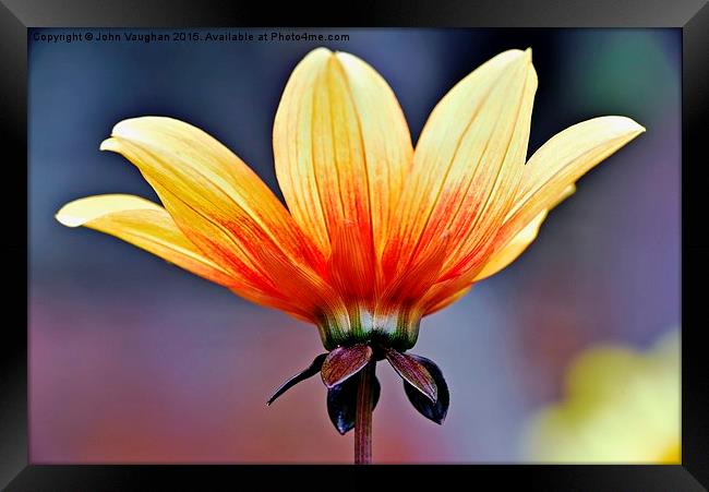  Peachy Yellow Dahlia Framed Print by John Vaughan