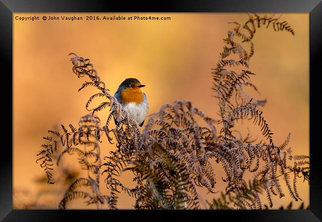 Early frost brings native Robin into Autumn sun Framed Print by John Vaughan