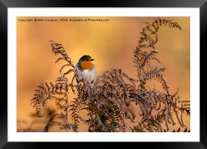 Early frost brings native Robin into Autumn sun Framed Mounted Print by John Vaughan