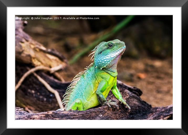 Green Iguana Framed Mounted Print by John Vaughan