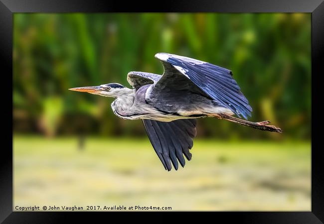 Grey Heron in flight Framed Print by John Vaughan