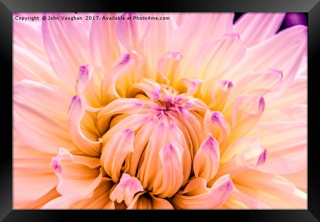 Dahlia Violet and White Framed Print by John Vaughan