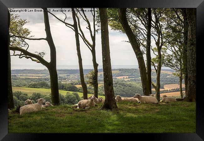 Sheep on Chanctonbury Ring Framed Print by Len Brook
