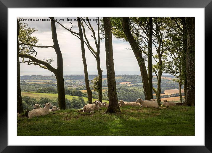 Sheep on Chanctonbury Ring Framed Mounted Print by Len Brook