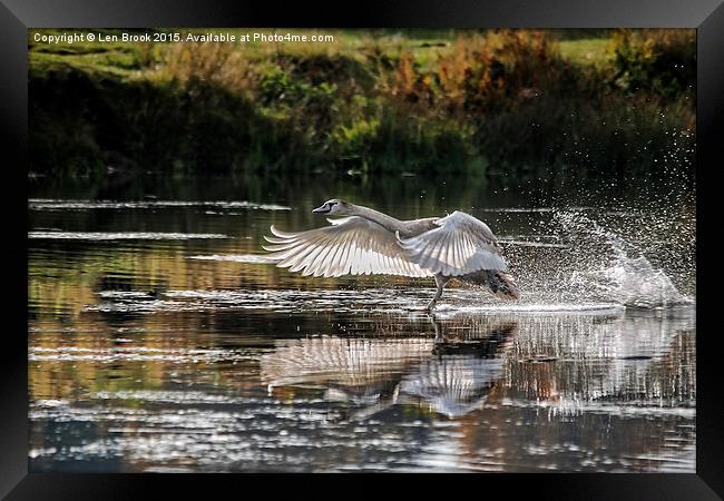 Juvenile Mute Swan Treading Water Framed Print by Len Brook