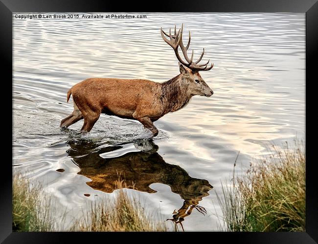 Red Deer Stag  Framed Print by Len Brook