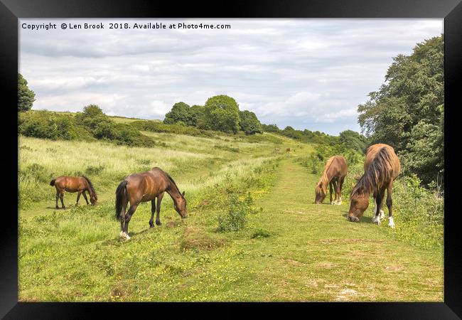Cissbury Ring Ponies Framed Print by Len Brook