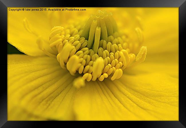  Yellow Flower Framed Print by luke perez