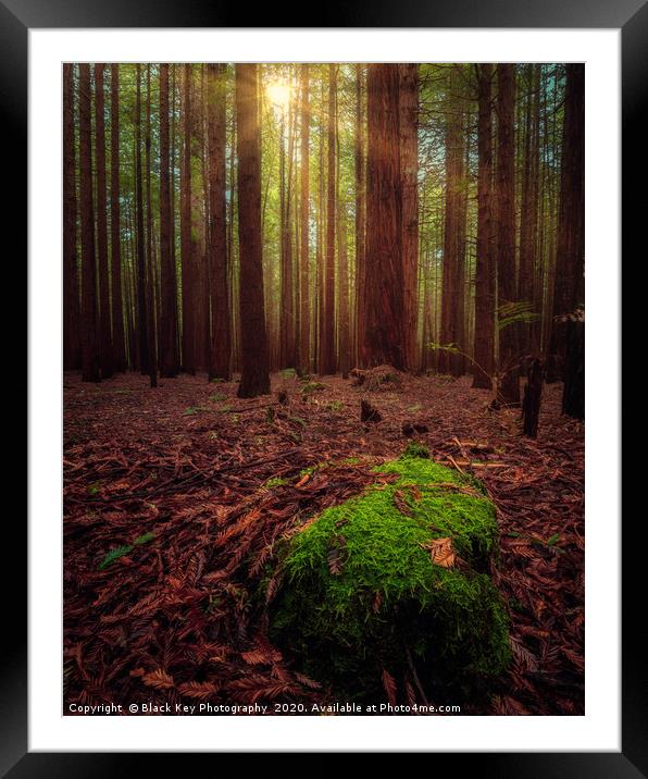 Redwood Forest, Rotorua Framed Mounted Print by Black Key Photography