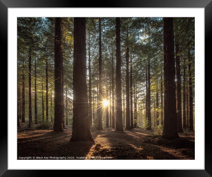 Leighton Redwood Grove Framed Mounted Print by Black Key Photography