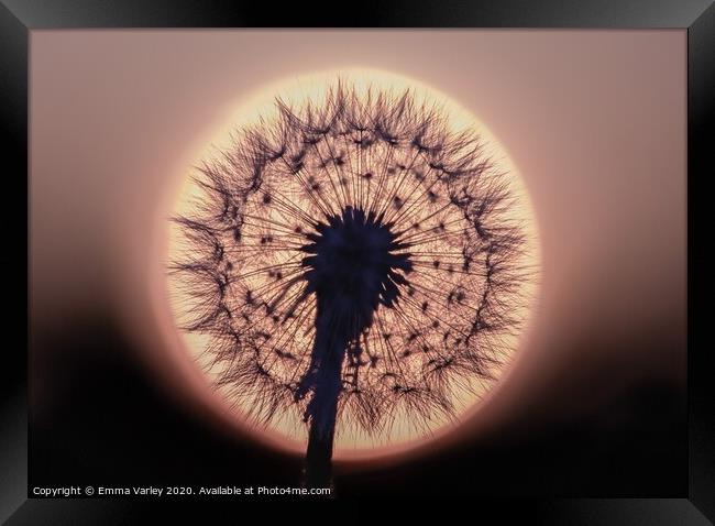 dandelion sunset Framed Print by Emma Varley