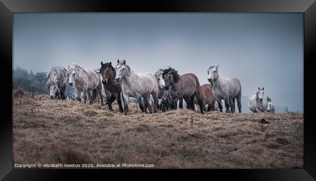 Wild and free Framed Print by Michael Newton