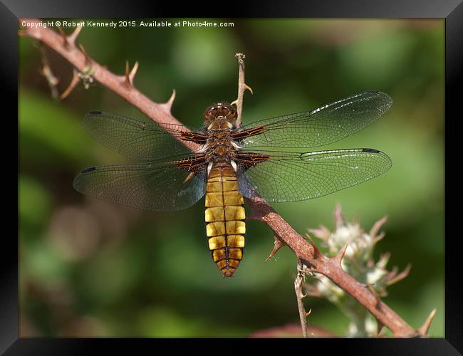Broad-bodied Chaser Dragonfly Framed Print by Ravenswood Imagery