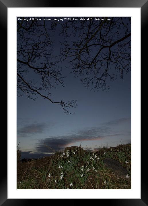  Snowdrop Sunset Framed Mounted Print by Ravenswood Imagery