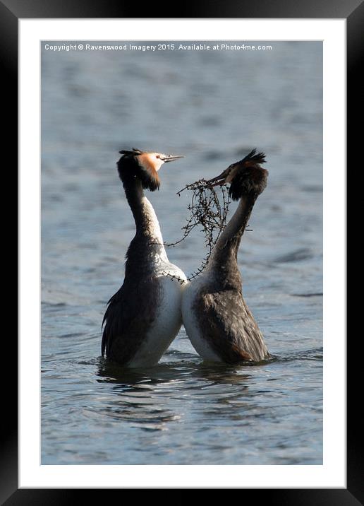  Courting Grebes Framed Mounted Print by Ravenswood Imagery