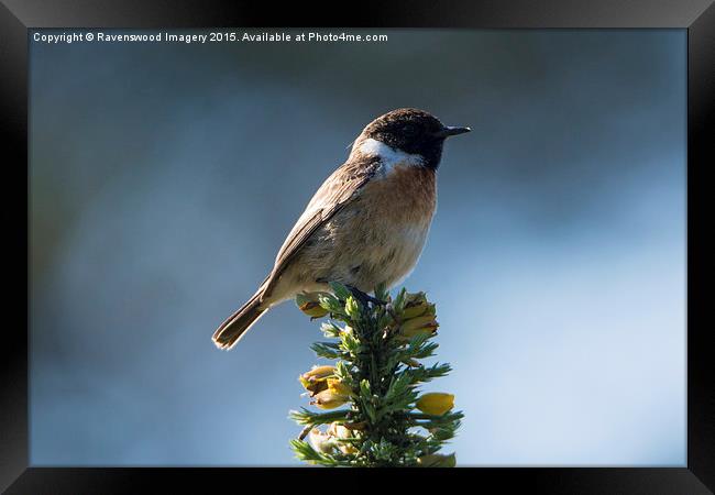  Stone chat sunrise Framed Print by Ravenswood Imagery