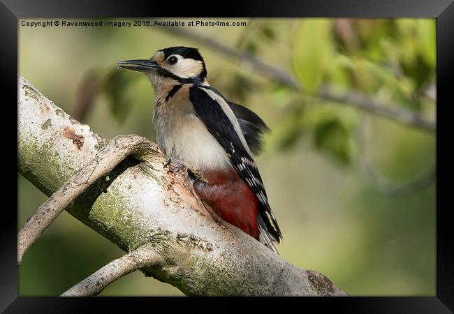  Woodpecker  Framed Print by Ravenswood Imagery