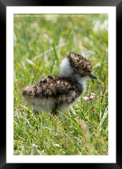  Its so Fluffy  Framed Mounted Print by Ravenswood Imagery