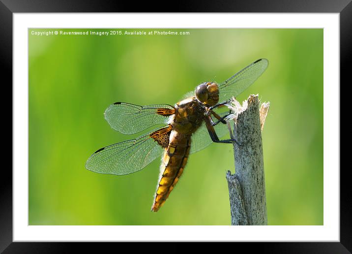  Beautiful Broad Framed Mounted Print by Ravenswood Imagery