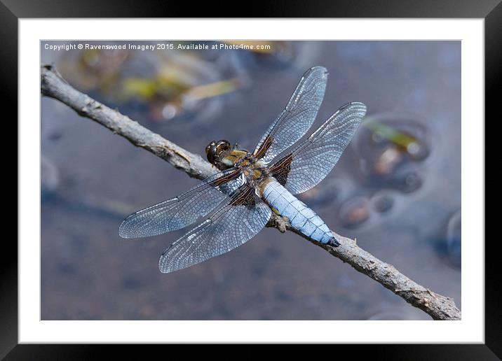 Broad Bodied chaser at rest Framed Mounted Print by Ravenswood Imagery