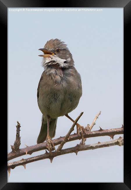  Whitethroat in song Framed Print by Ravenswood Imagery