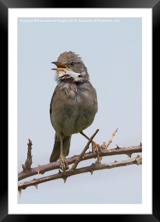  Whitethroat in song Framed Mounted Print by Ravenswood Imagery