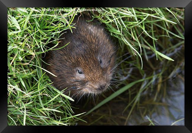  Vole in the Hole Framed Print by Ravenswood Imagery