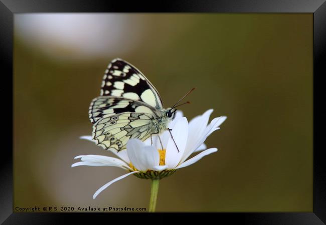 Marbled White Butterfly Framed Print by Rumyana Whitcher