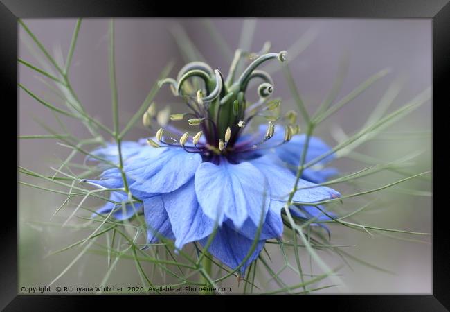 Love in the mist Framed Print by Rumyana Whitcher