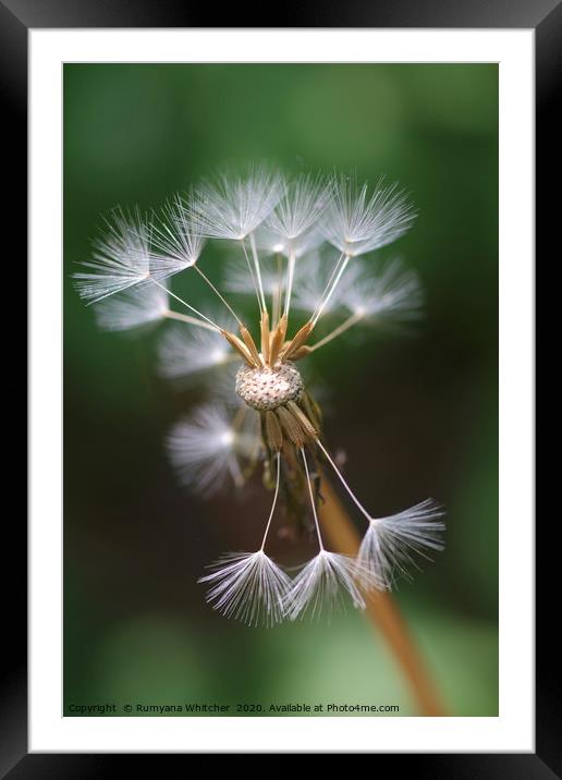 Make a wish Framed Mounted Print by Rumyana Whitcher