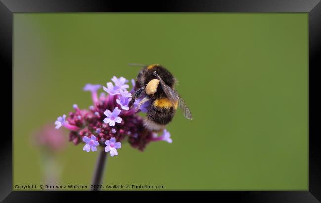 White tailed bumblebee Framed Print by Rumyana Whitcher