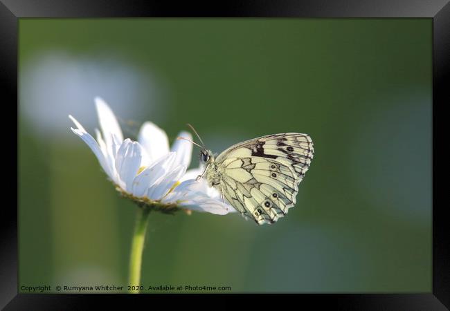Marbled white butterfly  Framed Print by Rumyana Whitcher