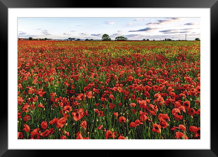  Summer Poppies Framed Mounted Print by John Edgar