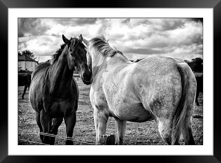  Horsey Love Framed Mounted Print by John Edgar