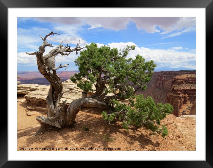 Wild Juniper tree Canyonlands Framed Mounted Print by Magda van der Kleij