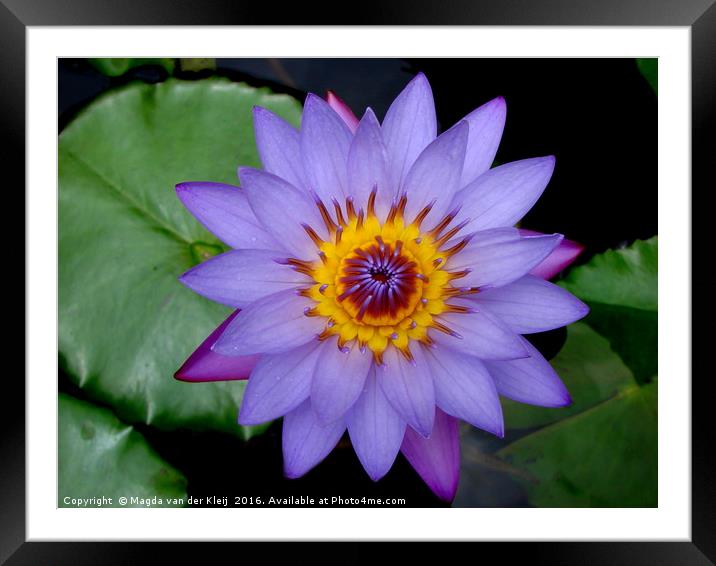 Beautiful blue lotus flower in India  Framed Mounted Print by Magda van der Kleij