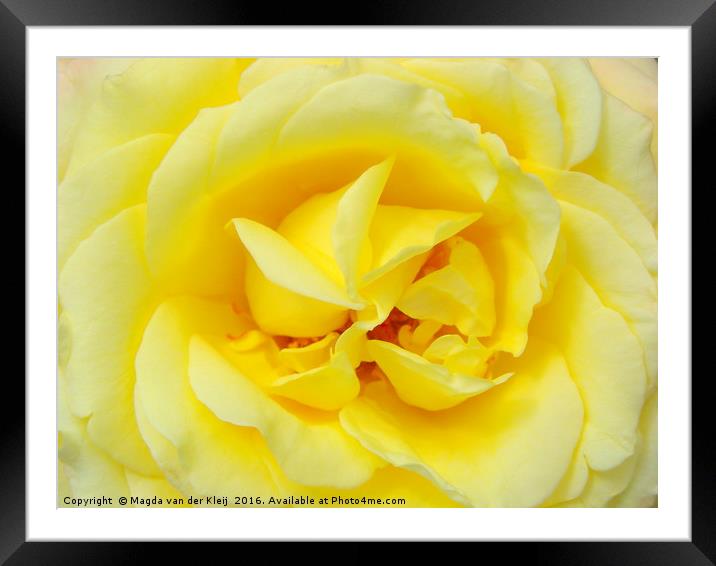 close up yellow rose Framed Mounted Print by Magda van der Kleij