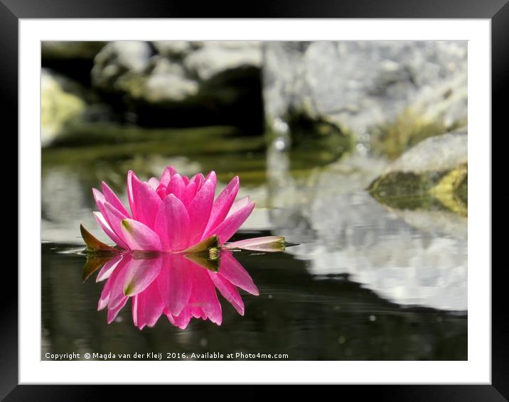 Pink water lily mirror in my pond Framed Mounted Print by Magda van der Kleij