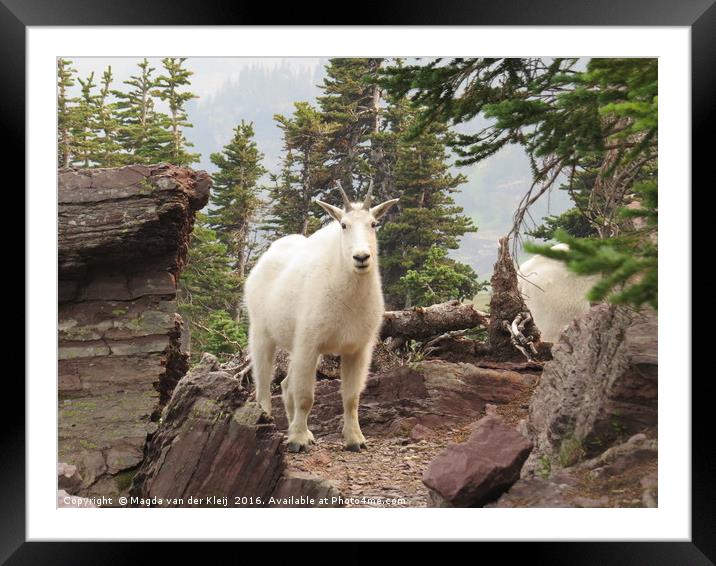 Mountain goat in Glacier National Park Framed Mounted Print by Magda van der Kleij