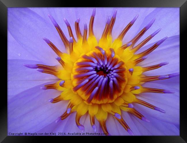 Close up amazing blue lotus flower Framed Print by Magda van der Kleij