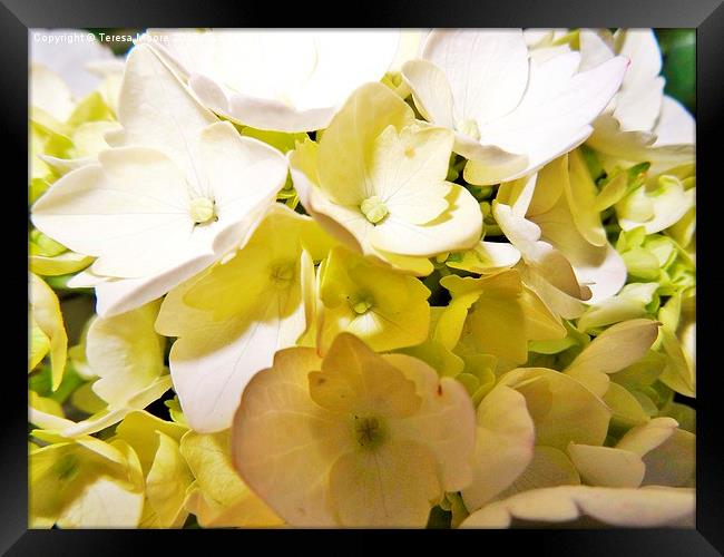  Hydrangea flower head still white Framed Print by Teresa Moore