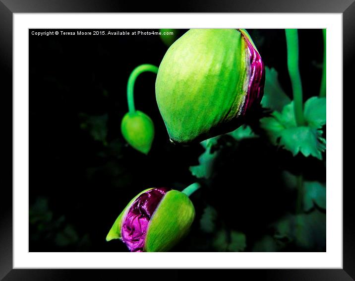 Audrey - A pair of poppy heads about to break into Framed Mounted Print by Teresa Moore