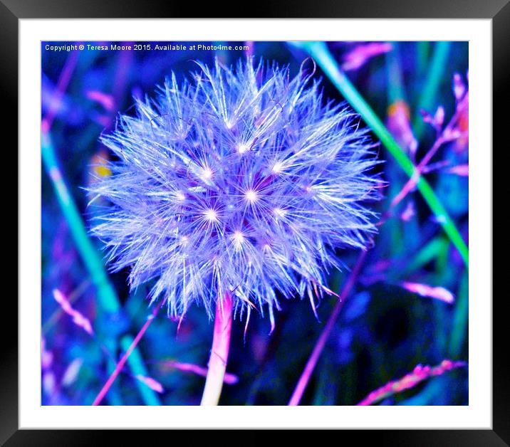  Stella - A Dandelion at night Framed Mounted Print by Teresa Moore