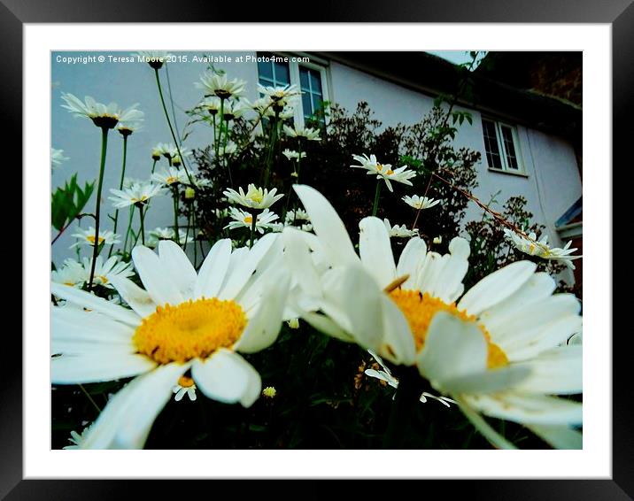  Cottage Daisies part two Framed Mounted Print by Teresa Moore