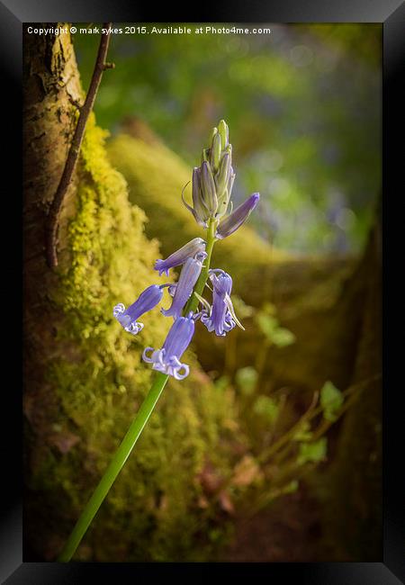 A lonely Bluebell Framed Print by mark sykes