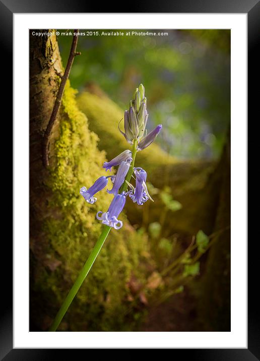A lonely Bluebell Framed Mounted Print by mark sykes