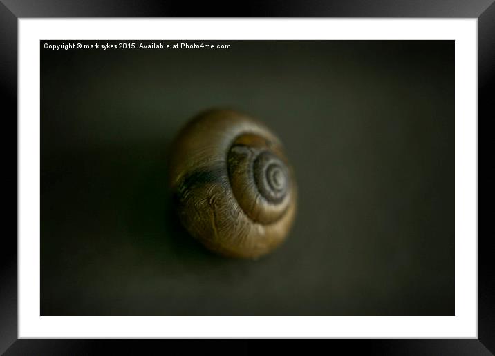 Macro of a Tiny UK Snail  Framed Mounted Print by mark sykes