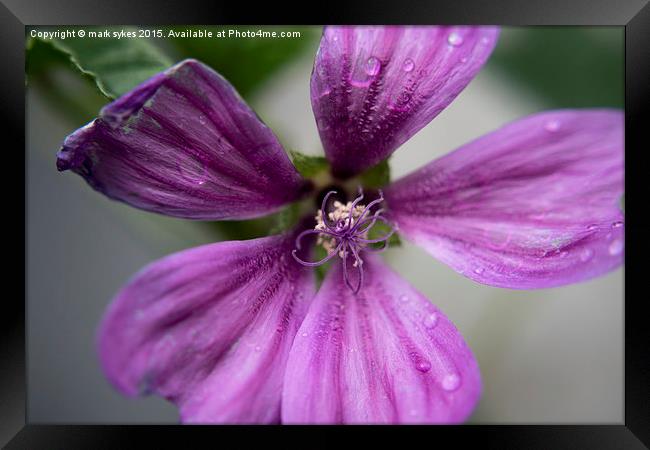  Common Mallow Weed A Macro Photograph Framed Print by mark sykes
