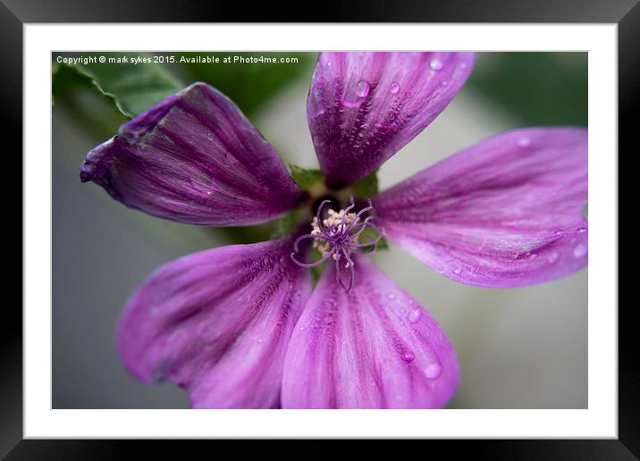  Common Mallow Weed A Macro Photograph Framed Mounted Print by mark sykes